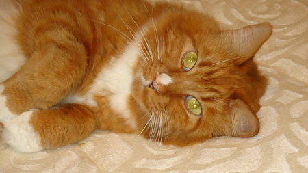 Entry image for Simba. Clicking this image will show a larger photo