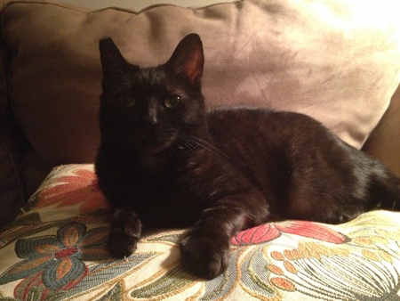 Entry image for Smoki Jo . Clicking this image will show a larger photo