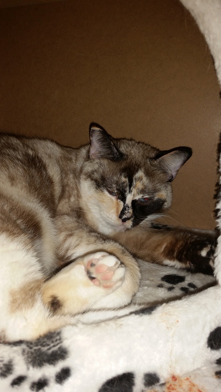 Entry image for Mia. Clicking this image will show a larger photo