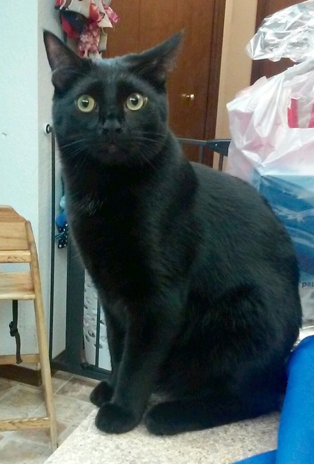 Entry image for Gru. Clicking this image will show a larger photo