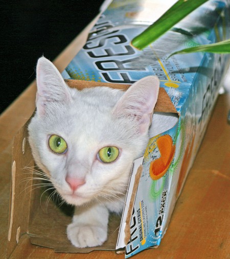 Entry image for Gracie. Clicking this image will show a larger photo