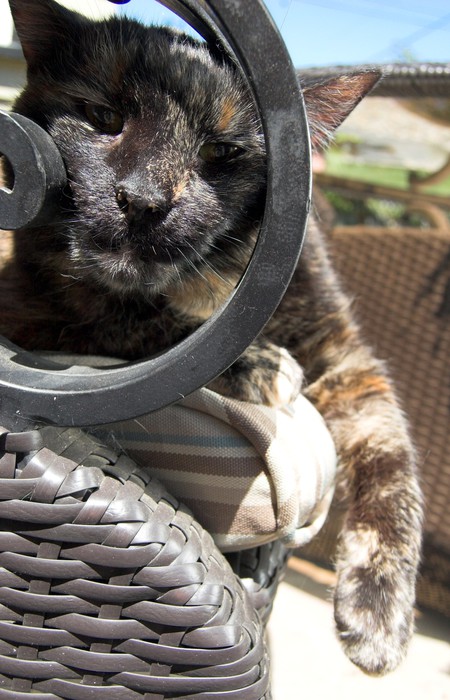 Entry image for rusty. Clicking this image will show a larger photo