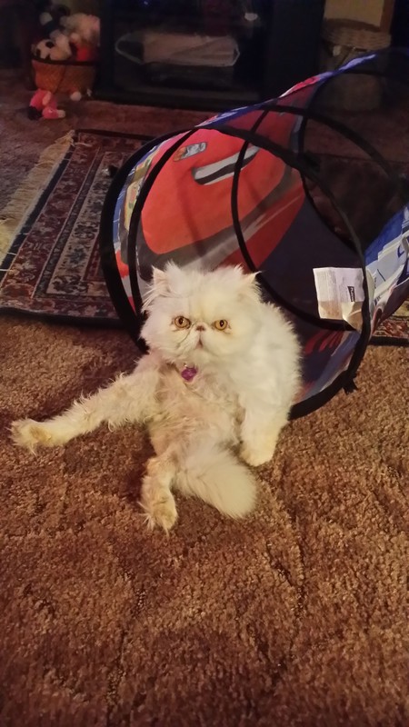 Entry image for Frank. Clicking this image will show a larger photo