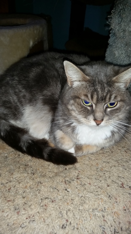 Entry image for VooDoo. Clicking this image will show a larger photo