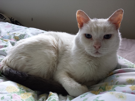 Entry image for IggyPuss Rex. Clicking this image will show a larger photo