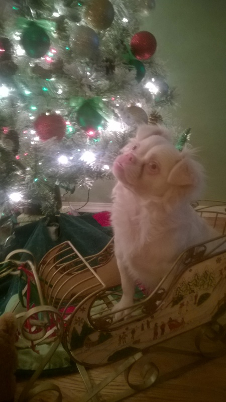 Entry image for Casper. Clicking this image will show a larger photo