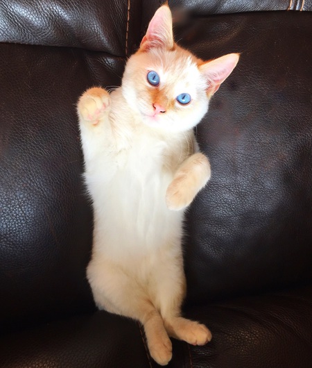 Entry image for Ripley. Clicking this image will show a larger photo