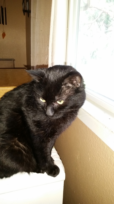 Entry image for Captain Cutie. Clicking this image will show a larger photo