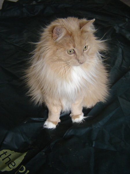 Entry image for Boston. Clicking this image will show a larger photo