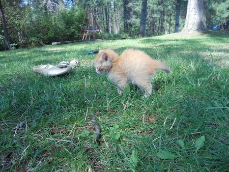 Entry image for Cody. Clicking this image will show a larger photo