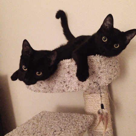 Entry image for Charlotte and Emily. Clicking this image will show a larger photo