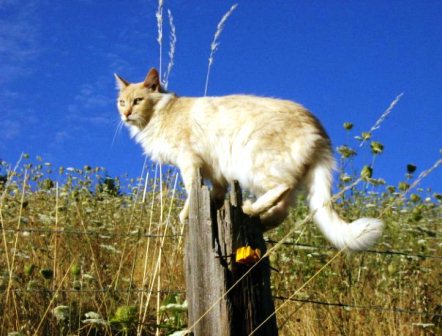 Entry image for Cheddar. Clicking this image will show a larger photo