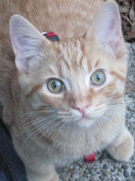 Entry image for Ginger. Clicking this image will show a larger photo