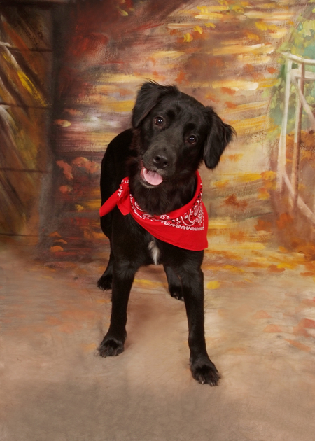 Entry image for Gracie. Clicking this image will show a larger photo