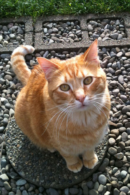 Entry image for Toki. Clicking this image will show a larger photo