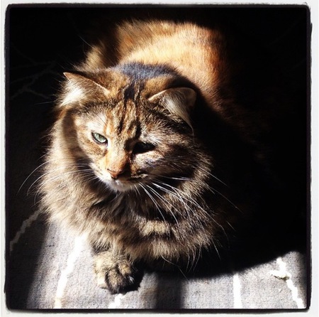 Entry image for Bonita Anne Sprinkles. Clicking this image will show a larger photo