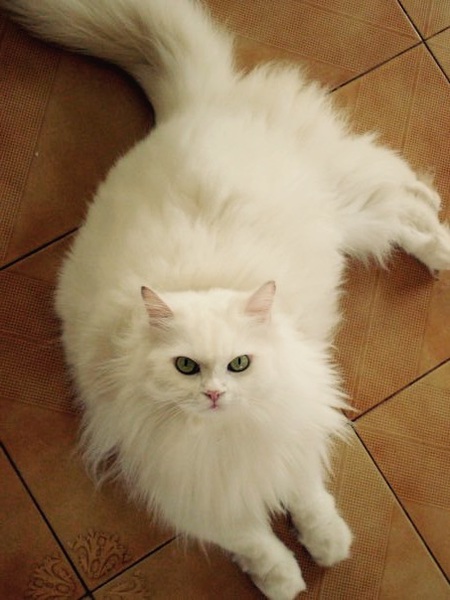 Entry image for Michu Purru. Clicking this image will show a larger photo