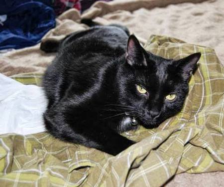 Entry image for Neeko. Clicking this image will show a larger photo