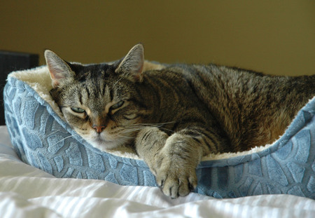 Entry image for Sophie. Clicking this image will show a larger photo