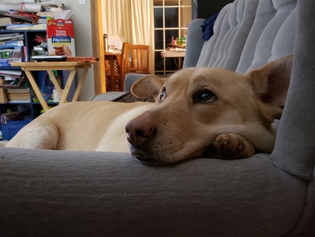 Mookie