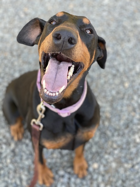 Harlee