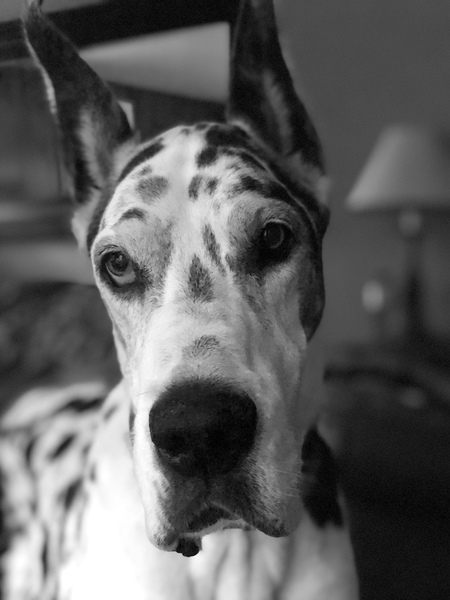 Izabella 