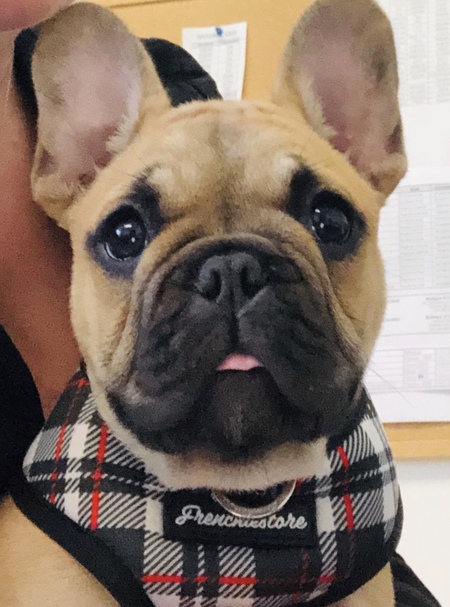 Louie