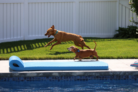 Hazel and Bandit