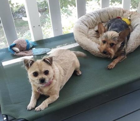 Kiwi & Sonnyboy