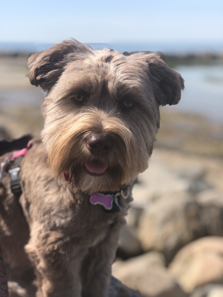 Cocoa