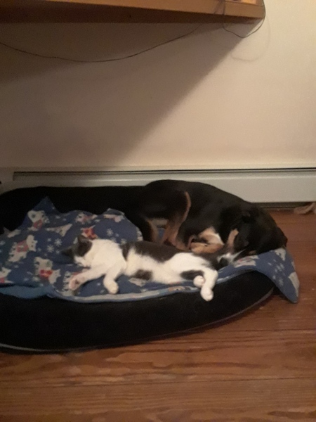 Bandit and CB