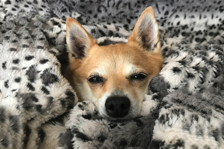 Lulu L'Orange