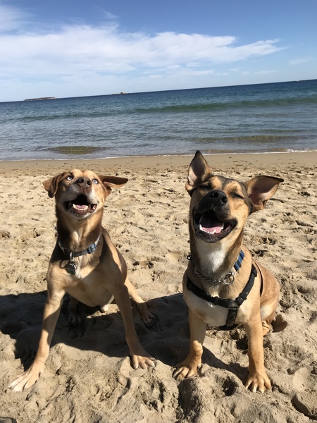 Rufus (left) and Wilber(right)