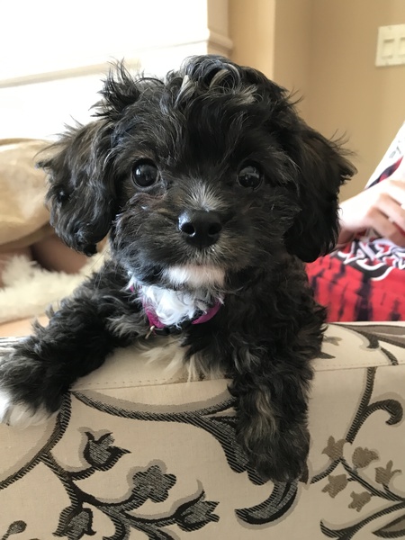 Daisy