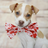 Entry image for Puppy Number 15-0309