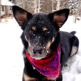Entry image for Sheeba