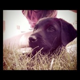 Entry image for Rufus