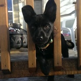 Entry image for Lola