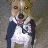 Entry image for Ginger