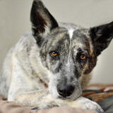 Entry image for Sammie