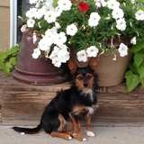 Entry image for Daphne