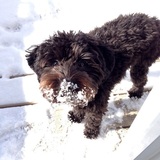 Entry image for Murphy 