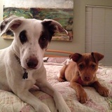 Entry image for Deuce and Dolce