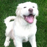 Entry image for Beauford