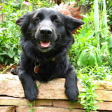 Entry image for Olive