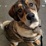 Entry image for Hank