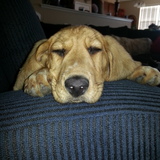 Entry image for Sasha