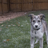 Entry image for Charli
