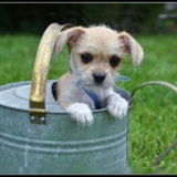 Entry image for Lucky