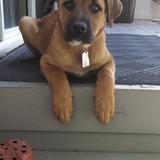 Entry image for Dexter